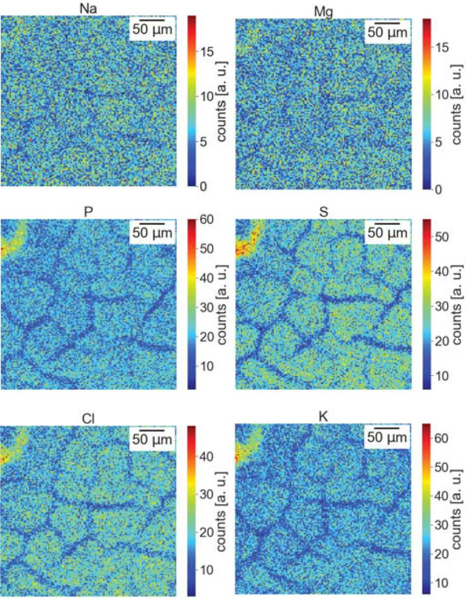 Element distribution maps of control sample made with the PIXE method.