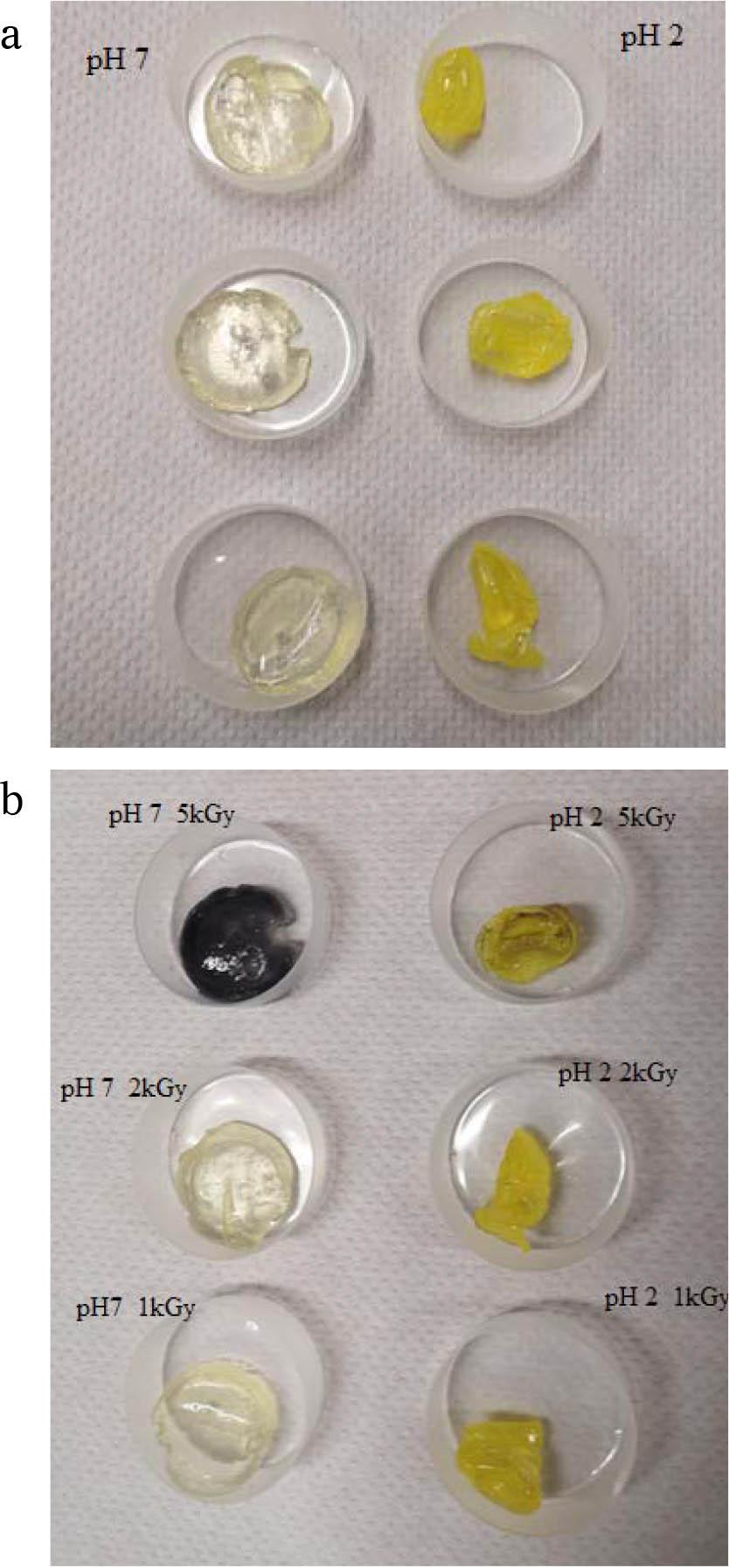 Poly(HEMA-co-MADQUAT) hydrogels synthesized by UV irradiation (254 nm, irradiance 2.6 mW·cm−2, exposure dose 8 J·cm−2) of a solution composed of 50 vol.% of aqueous 30% hydrogen peroxide, 47.5 vol.% of HEMA/EGDMA (99/1) and 2.5 vol.% of aqueous 75% MADQUAT, (a) non-irradiated and (b) irradiated by EB at various doses after having been soaked in 1 mM Au(III) solutions of pH 2 and pH 7.