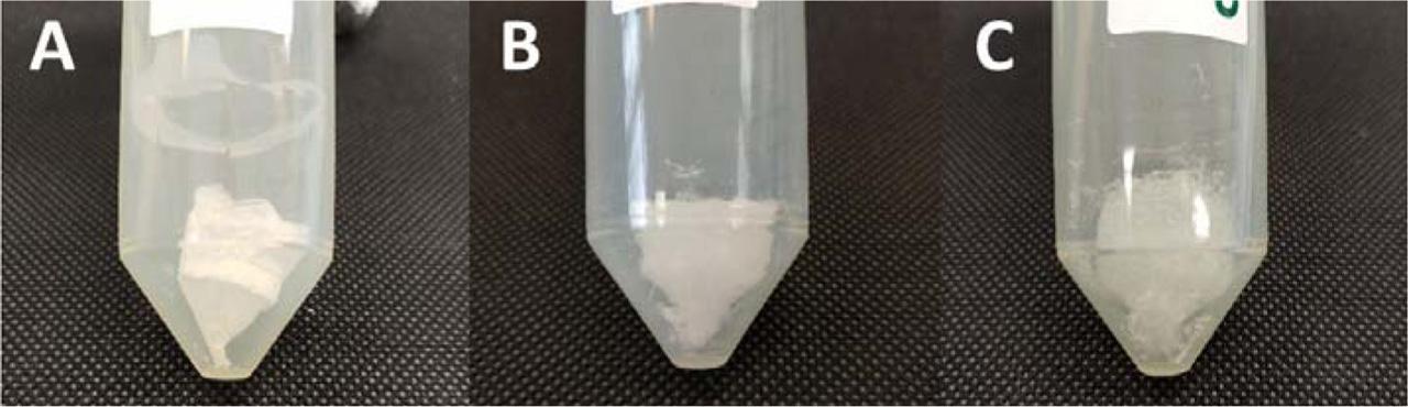 Freeze-dried cakes after completed lyophilization: (A) flash freezing; (B) fast freezing; (C) slow freezing.