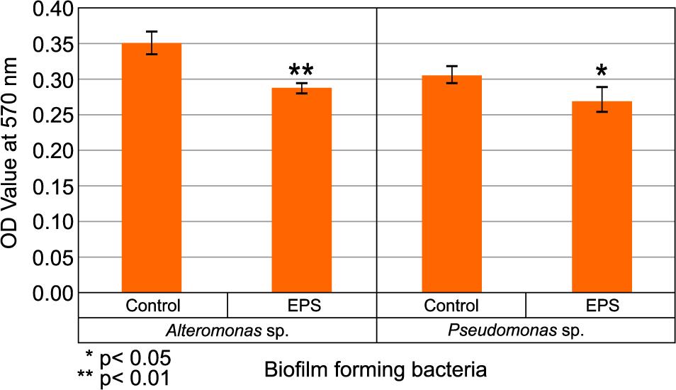 The antibiofilm effect of EPS against biofilm-forming bacteria using the microtiter plate assay
