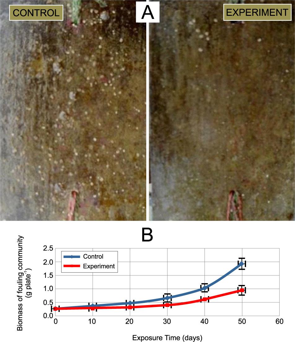The antifouling effect of antifouling coating developed by incorporating the bacterial EPS into epoxy primer along with epoxy resin and hardener. (A) Recruitment of marine foulers on the reference and plates coated with bacterial EPS submerged in the marine environment for a period of 50 days. (B) The plot shows the inhibiting effect of antifouling coatings.