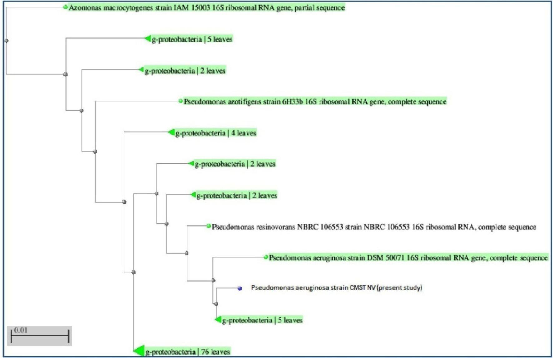 Identification of the strain using the 16S rRNA gene sequencing. The 16S rRNA was aligned and used to construct the neighbour-joining phylogenetic tree and it was identified as Pseudomonas aeruginosa.