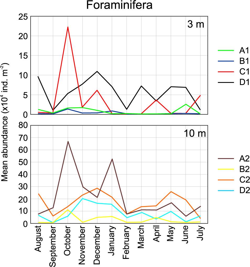 Monthly changes in mean foraminiferal (hard shelled) abundance at sampling stations