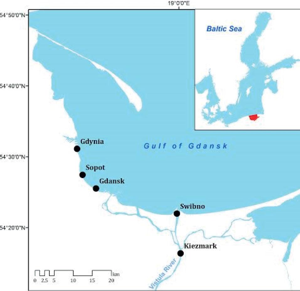 Sampling sites of sea water (sea-side resorts - Gdynia, Sopot, Gdansk), estuarine water (Swibno - the Vistula River mouth) and river water (Kiezmark - the Vistula River mouth cross-section)