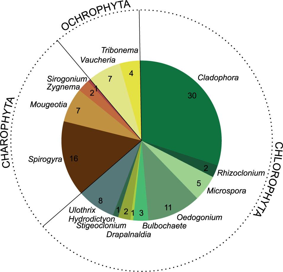Floristic diversity of filamentous algae in freshwater ecosystems in Poland (numbers indicate the percentage contribution)