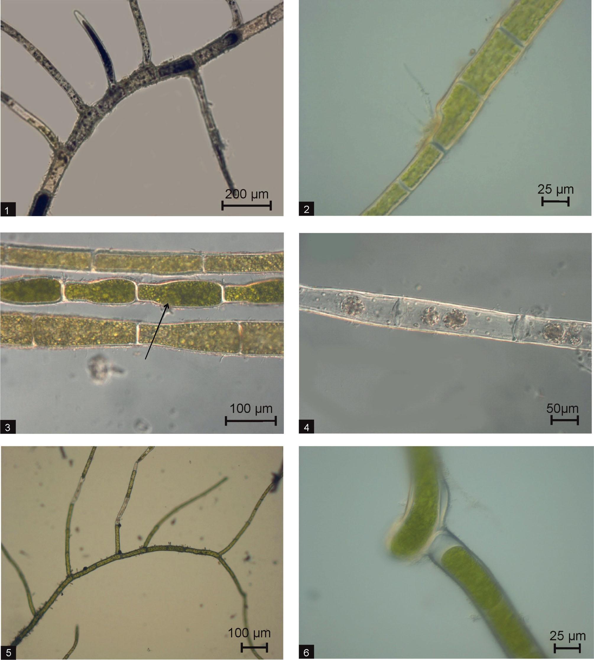 Photos of Cladophora rivularis (1-4): 1 – branches diverge at right angles; 2 – morphometric variability; 3 – akinete; 4 – zoospores; and Cladophora fracta (5-6): 5 – slender filaments with branches at an obtuse angle; 6 – fragmentation of the thallus