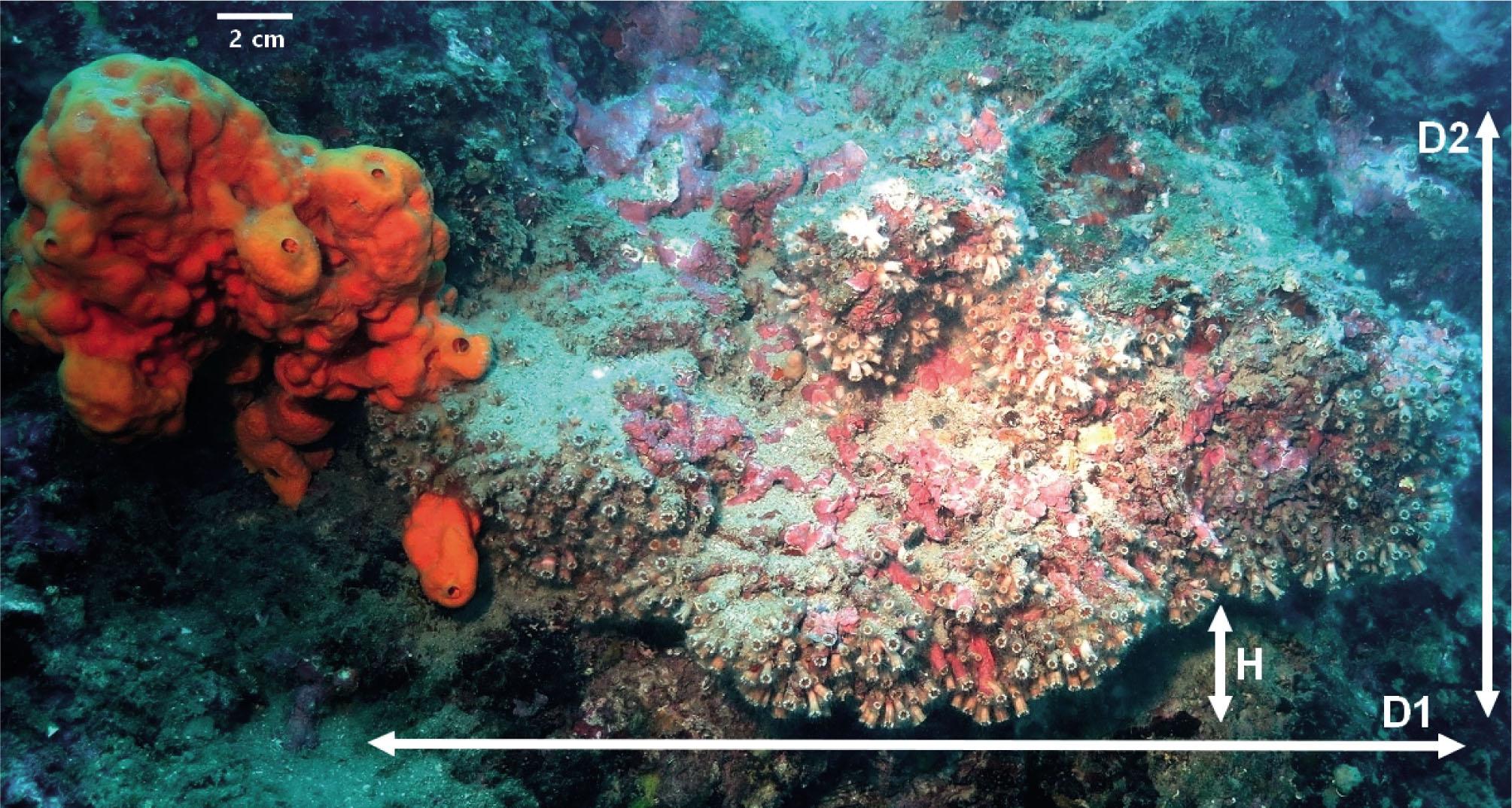 Wide-angle photo of Polycyathus muellerae showing the measured diameters of the coral colony in situ (D1: Width 1; D2: Width 2; H: Height of the colony from the substrate level)