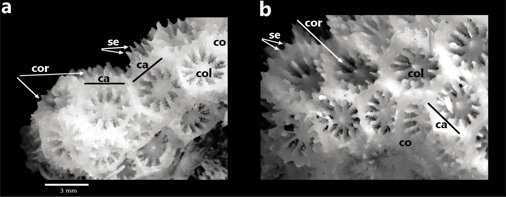 Skeleton image of Madracis pharensis under a microscope. Calix, Septa, Columella, Coralites and Coenosteum structure around the corallites. (Ca: calix, Se: septa, Col: columella, Cor: corallites, Co: coenosteum)