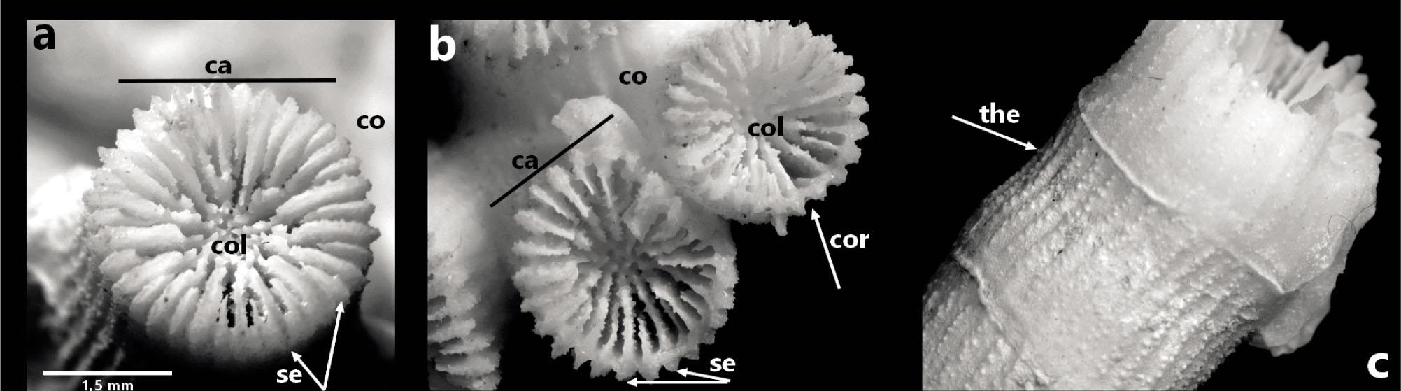 Skeleton images of Cladocora caespitosa under a microscope. Calix, Septa, Columella (left), adjacent corallites, coenosteum part behind the corallites (middle) and theca structure (right). (Ca: calix, Se: septa, Col: columella, Cor: corallites, Co: coenosteum, the: theca)