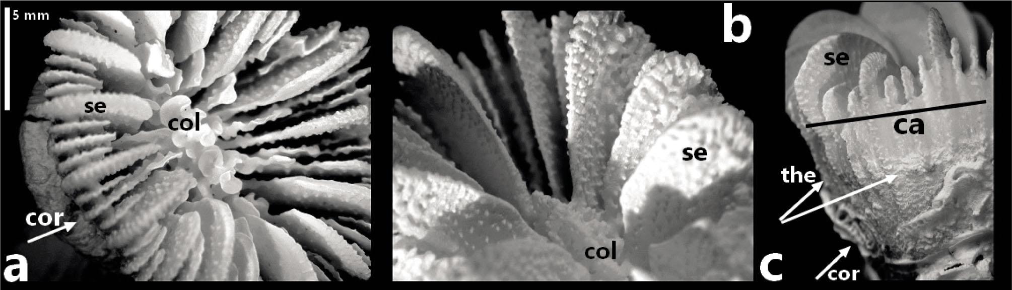 Skeleton image of Caryophyllia smithii under a microscope. Calix, Columella (left), septa (middle) and theca (right) structure of corallite. (Ca: calix, Se: septa, Col: columella, Cor: corallites, the: theca)