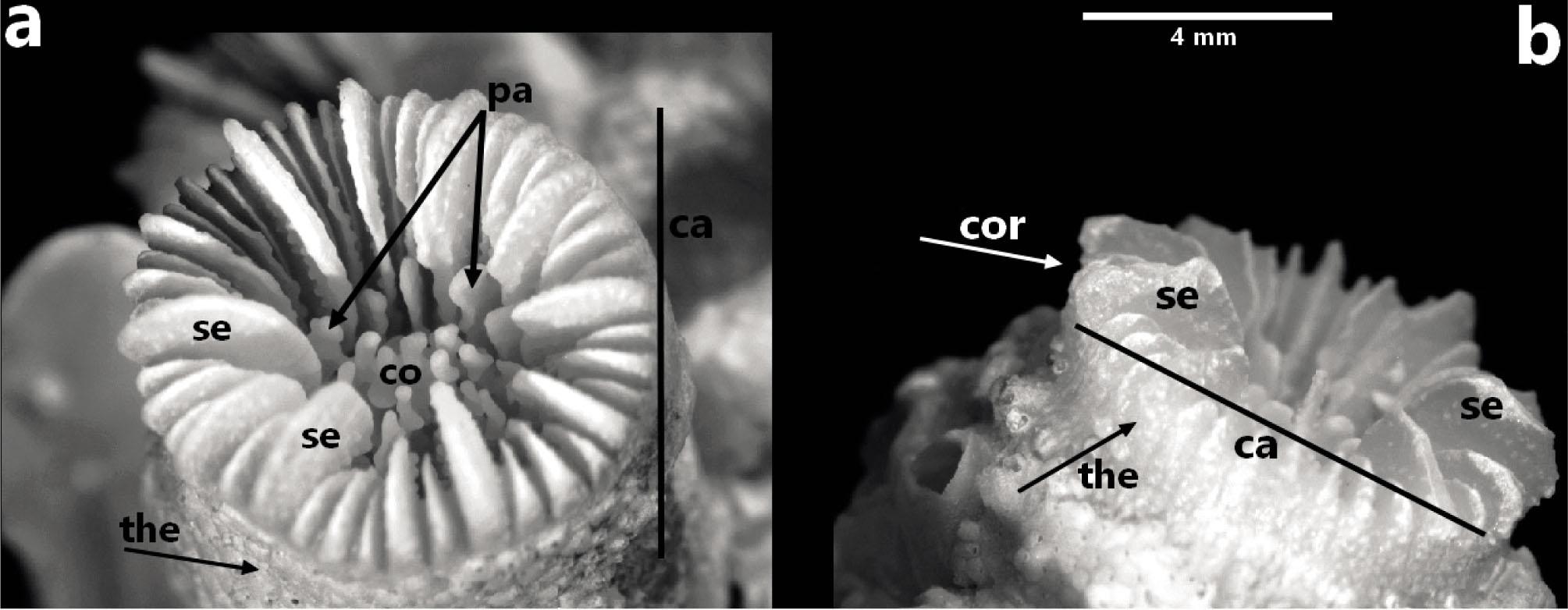Skeleton image of Caryophyllia inornata. Calix, columella, septa, palus (left) and theca structure of corallite (right). (Ca: calix, Se: septa, Col: columella, Cor: corallites, the: theca, pa: palus)