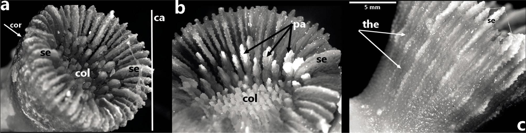 Skeleton image of Paracyathus pulchellus. Calix (left), columella, septa, palus (middle) and theca structure of corallite (right). (Ca: calix, Se: septa, Col: columella, Cor: corallites, the: theca, pa: palus)