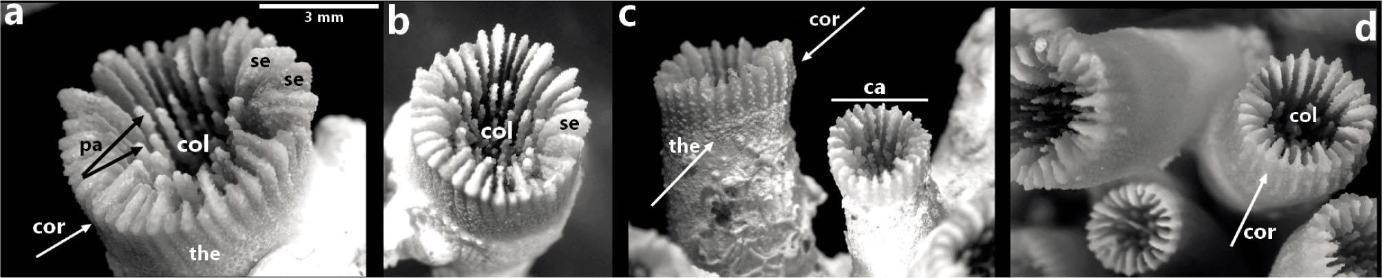 Skeleton image of Polycyathus muellerae. Calix, septa, palus (left), columella, theca (middle two) and colony structure of corallites (right). (Ca: calix, Se: septa, Col: columella, Cor: corallites, the: theca, pa: palus)