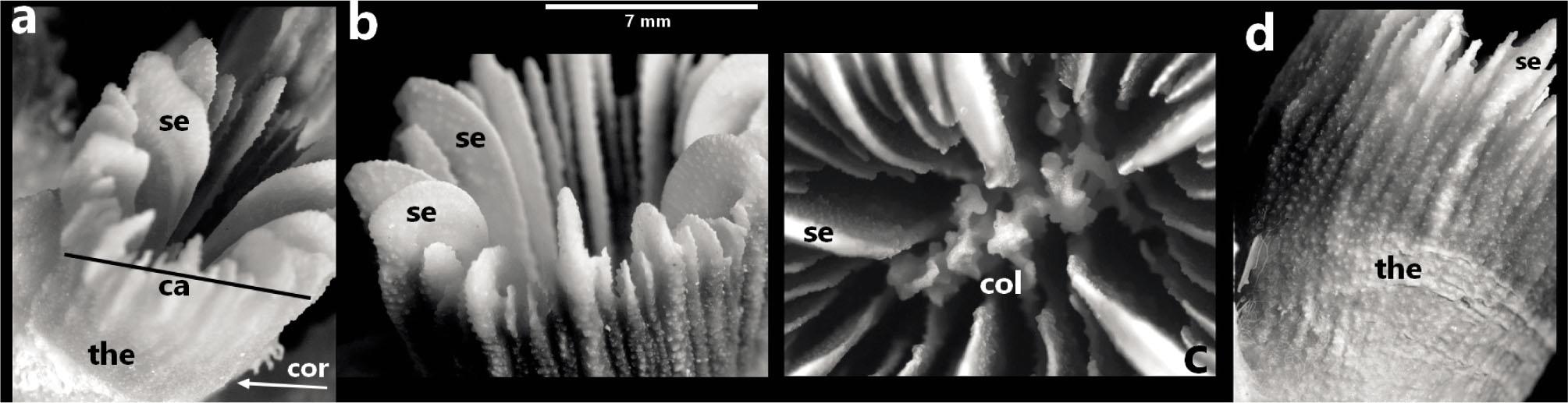 Skeleton image of Phyllangia mouchezii. Calix (left), septa, columella (two middle) and theca structure of corallite (right). (Ca: calix, Se: septa, Col: columella, Cor: corallites, the: theca)