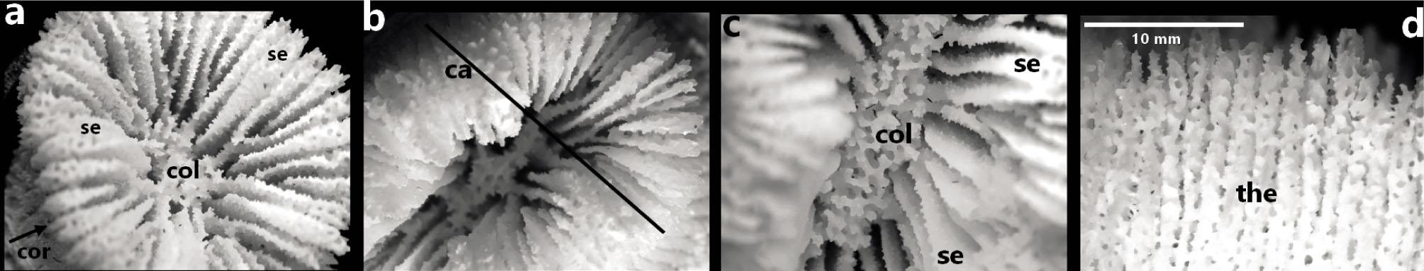 Skeleton image of Balanophyllia europaea. Calix, septa (left), columella (two middle) and theca structure of corallite (right). (Ca: calix, Se: septa, Col: columella, Cor: corallites, the: theca)
