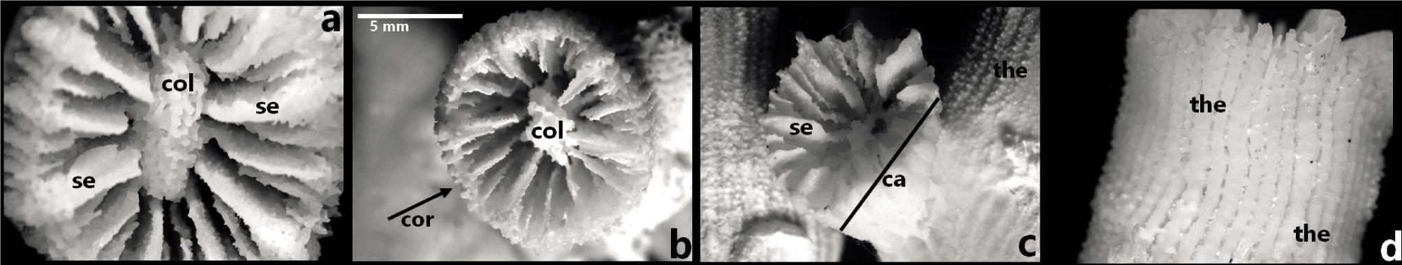 Skeleton image of Leptopsammia pruvoti. Calix, columella, septa (left), columella (middle left), juvenile corallite (middle right) and theca structure of corallite (right). (Ca: calix, Se: septa, Col: columella, Cor: corallites, the: theca)
