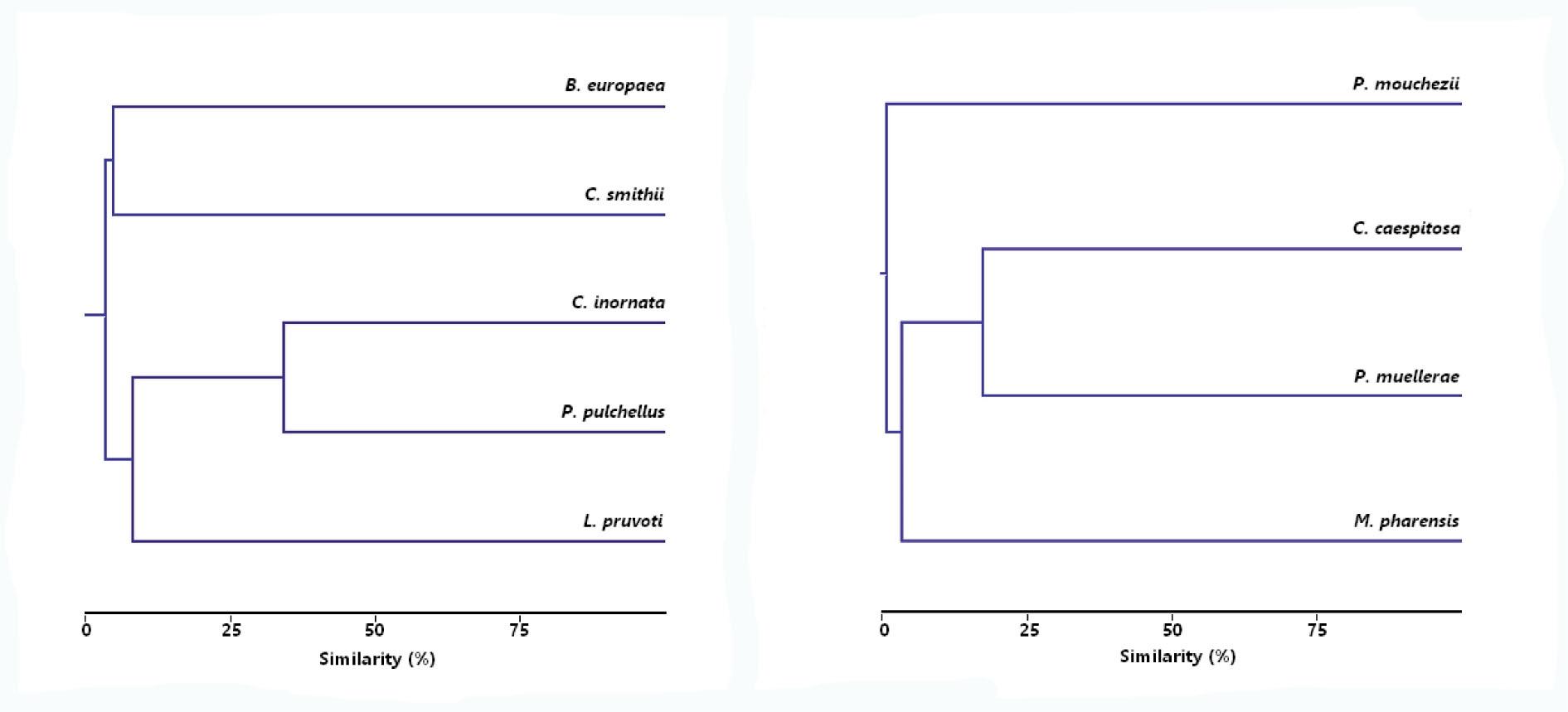 Similarity between the scleractinian species in relation to the sampling stations (Bray-Curtis index)