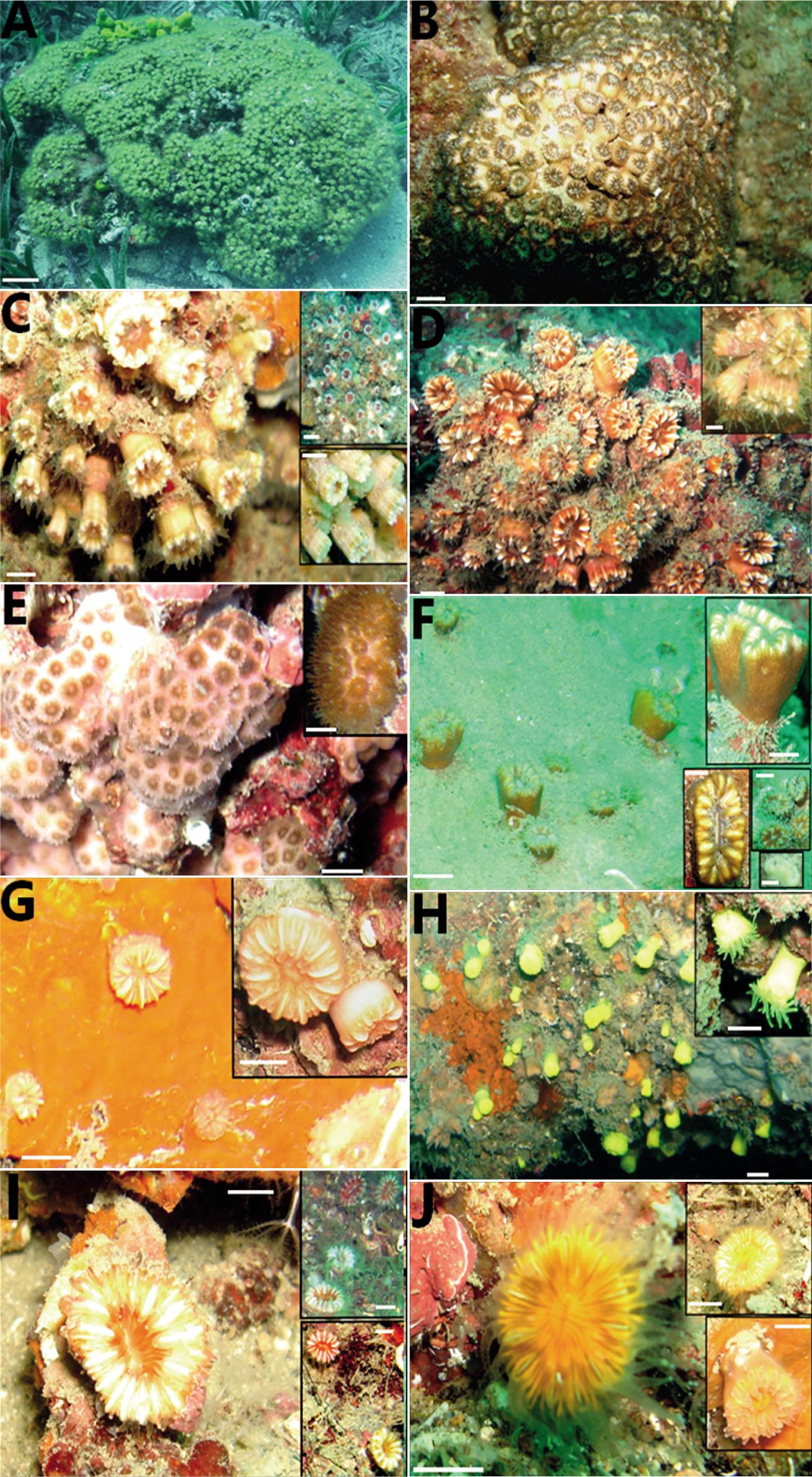 A. Cladocora caespitosa colony on the sandy substrate around the Posidonia beds at 7 m depth (Scale bar: 5 cm); B. Cladocora caespitosa colony on the rocky substrate at 19 m depth; C. Polycyathus muellerae colonies at 34 m depth; D. Phyllangia mouchezii colony on the rocky overhang at 19 m depth; E. Madracis pharensis colonies strongly associated with the coralligenous outcrops on the rock ceiling at 25 m depth; F. Balanophyllia europaea corallites on a stony substrate between 2 and 23 m depth; G. Caryophyllia inornata corallites associated with the calcareous sponges on the rock ceiling at 21 m depth; H. Leptopsammia pruvoti corallites on the rocky overhang at 36 m depth; I. Caryophyllia smithii corallites on the rocky substrate between 6 and 29 m depth; J. Paracyathus pulchellus corallites on the rocky substrate at 24 m depth. (Scale bar for all figures except figure A: 1 cm)