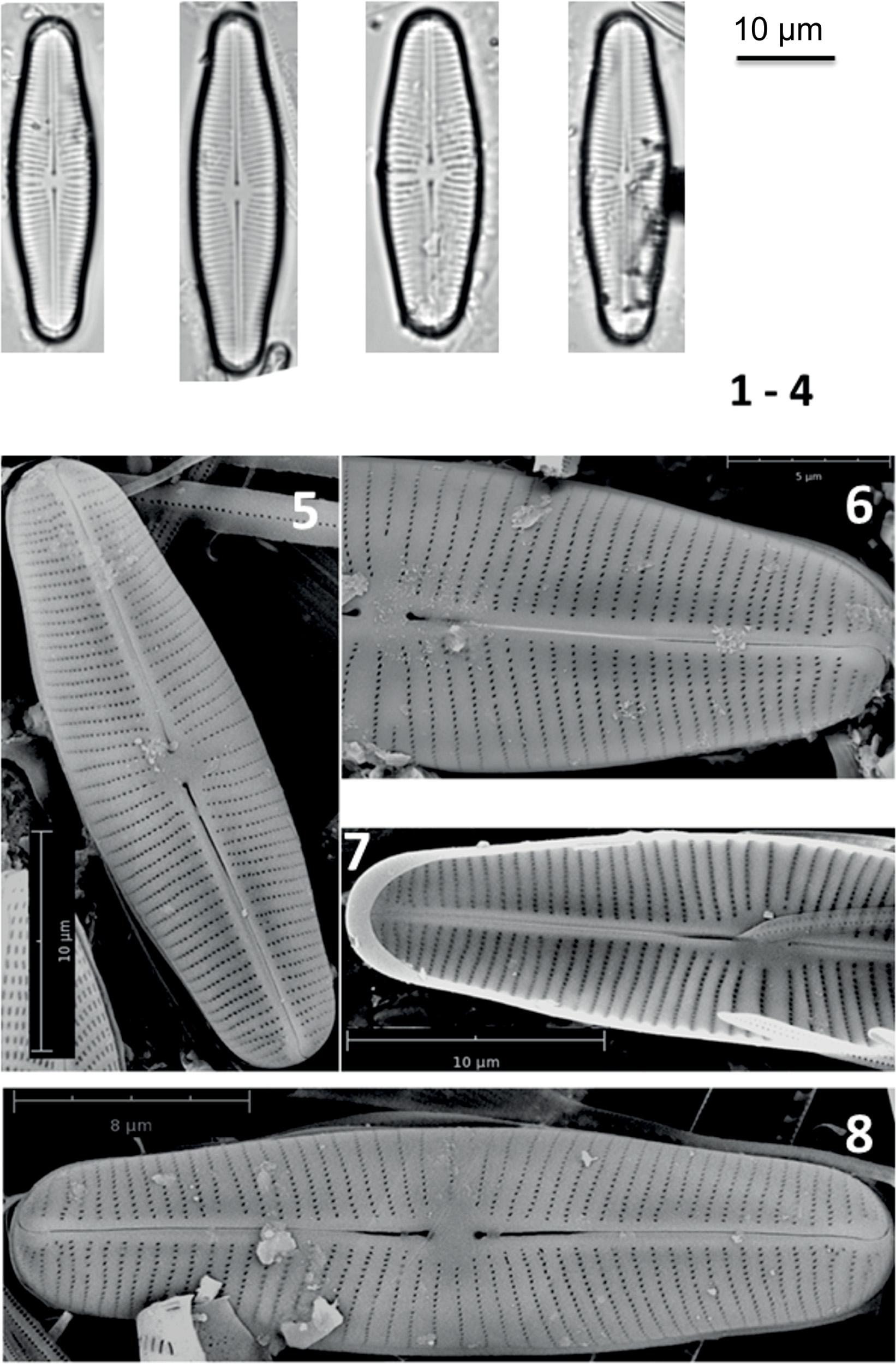 LM photomicrographs of Prestauroneis tumida Levkov (1-4); SEM images of external view (5-7); SEM image of internal view (8)