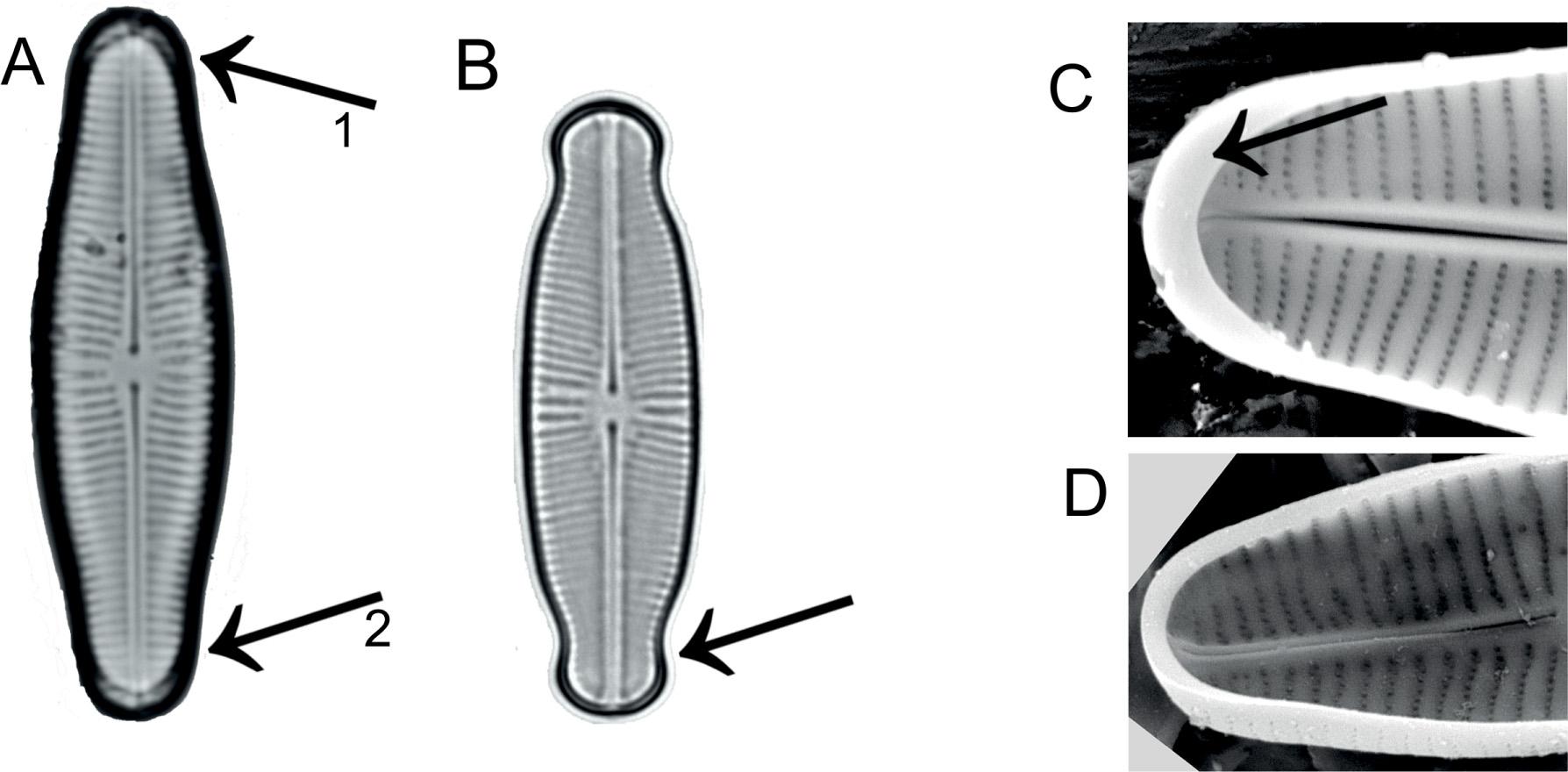 Comparison of valve morphology of Prestauroneis tumida and Parlibellus protracta. A. LM photomicrograph of Prestauroneis tumida; Arrow 1: rounded apices; Arrow 2: pseudosepta on apices. B. LM photomicrograph of Parlibellus protracta; Arrow: capitate apices. C. SEM image of Prestauroneis tumida, internal view; Arrow: presence of pseudosepta. D. SEM image of Parlibellus protracta, internal view: pseudosepta absent