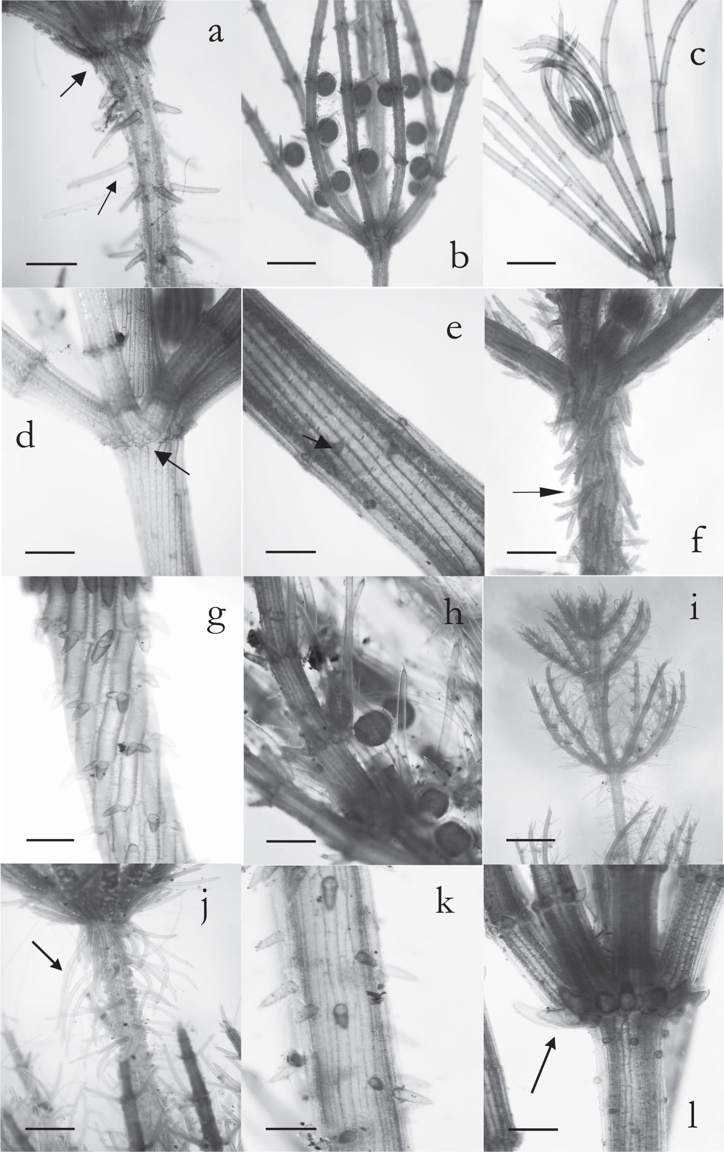 LM images of the studied species: a. Stipulodes (upper arrow) and long spine cells (arrow in the middle of the axis) on C. aspera axis; b. Antheridia on male C. aspera; c. Upper branchlet of C. globularis axis; d. Rudimentary stipulodes below C. globularis branchlet; e. Short and reduced spine cells on C. globularis axis; f. Long spine cells on axis C. hispida; g. Spine cells in bunches on C. intermedia main axis; h. Antheridia and oogonia on dioecious C. strigosa; i. General habit of C. tenuispina; j. Long spine cells of C. tenuispina on the upper part of the main axis; k. Spine cells of C. tenuispina; l. Long stipulodes below the branchlet on C. virgata Scale bars: Figs 1, 4, 12, 100 µm; Figs 2, 3, 6, 8, 9, 10, 300 µm; Figs 5, 50 µm; Figs 7, 11, 150 µm