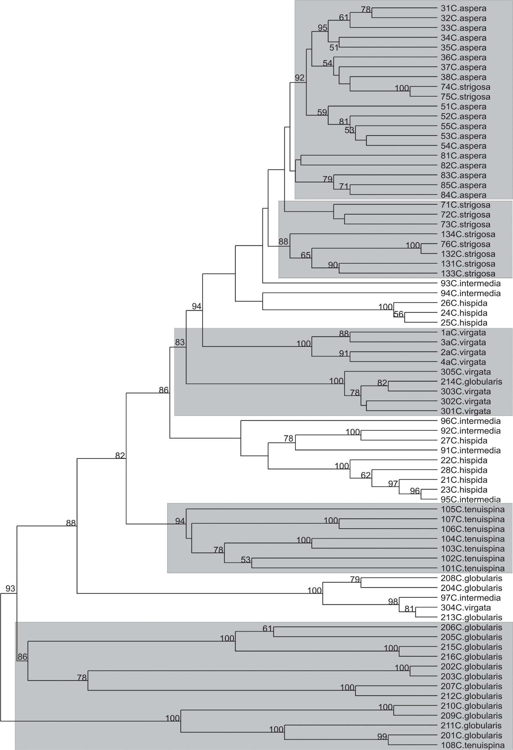 Neighbor-joining dendrogram based on AFLP markers