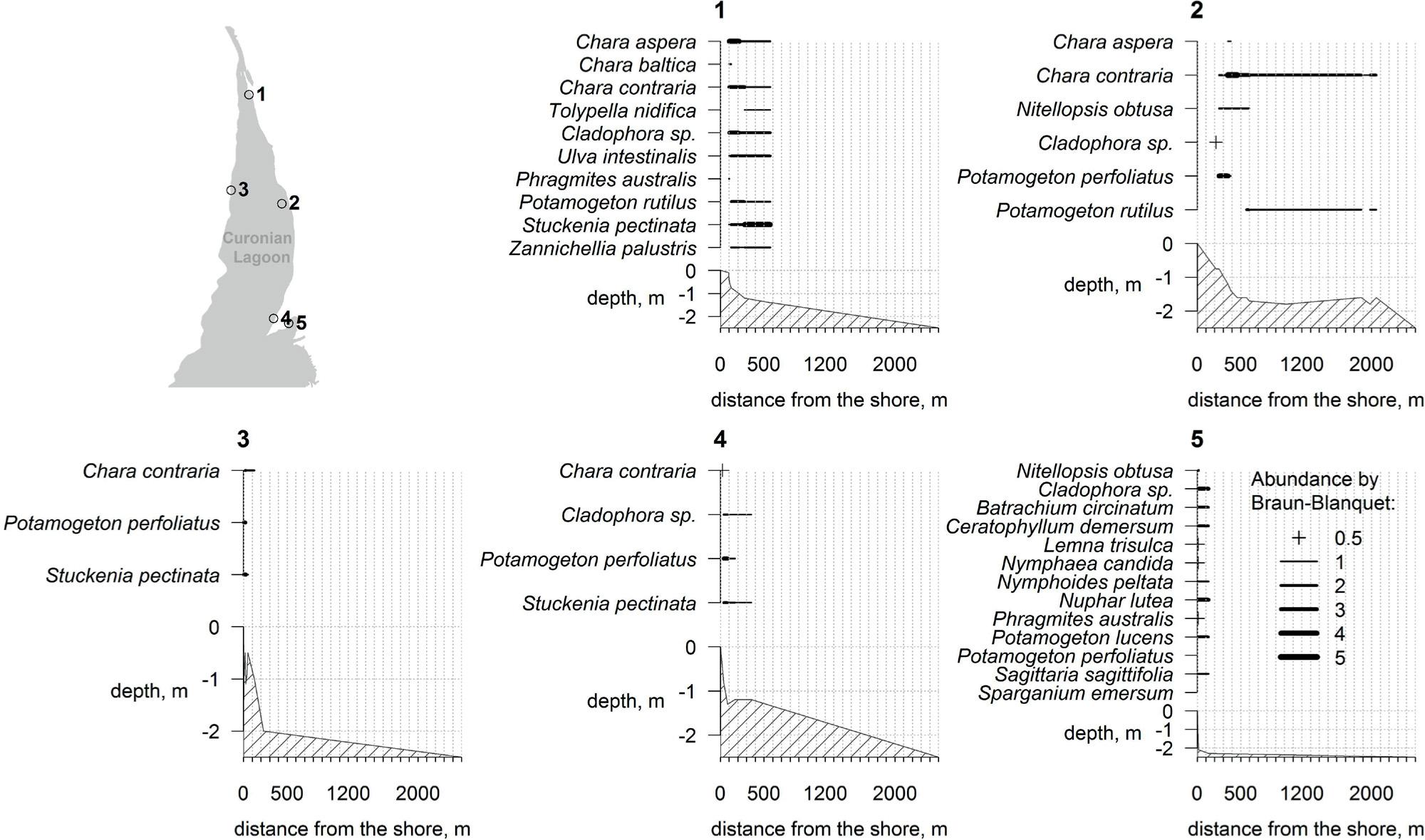 Examples of recent (2014-2015) abundance and depth distribution of macrophytes in the study transects (1-5) with charophytes in the northern part of the Curonian Lagoon