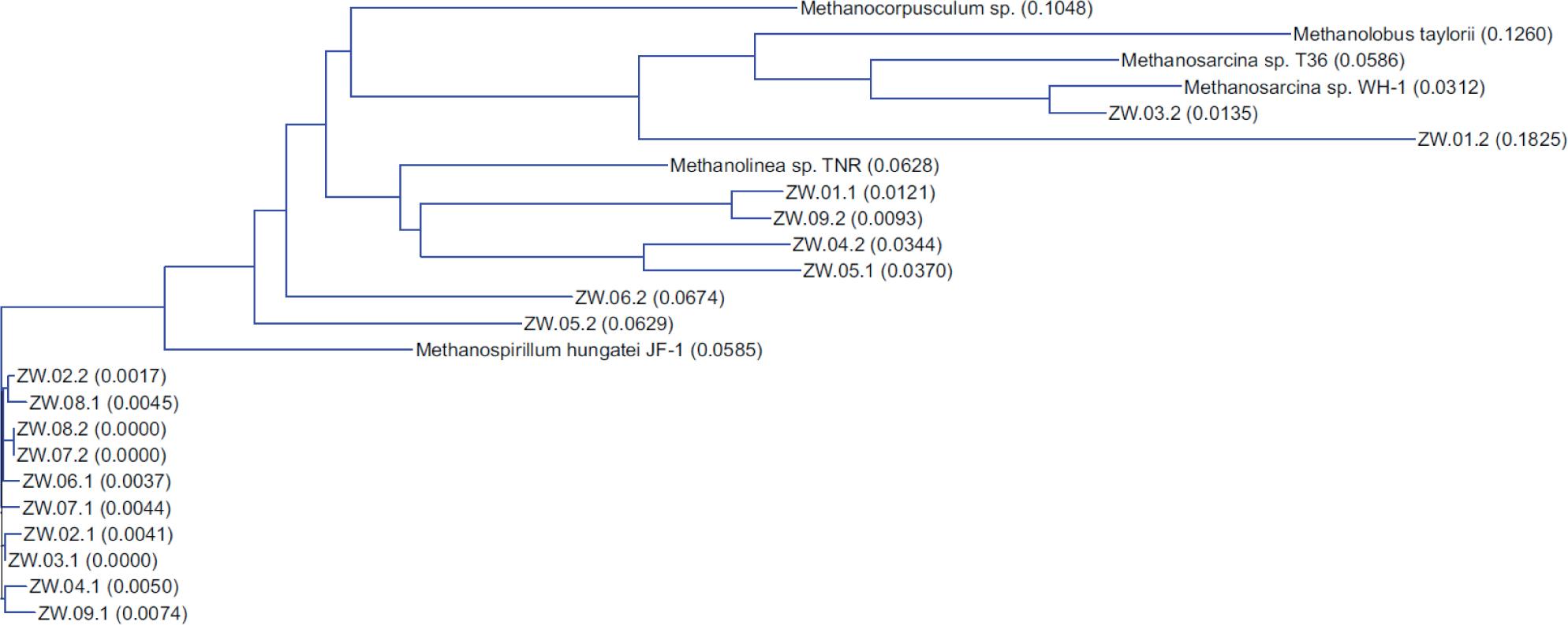 Neighbor-joining phylogenetic tree of wild-type methanogenic clones from the Vistula Lagoon sediments