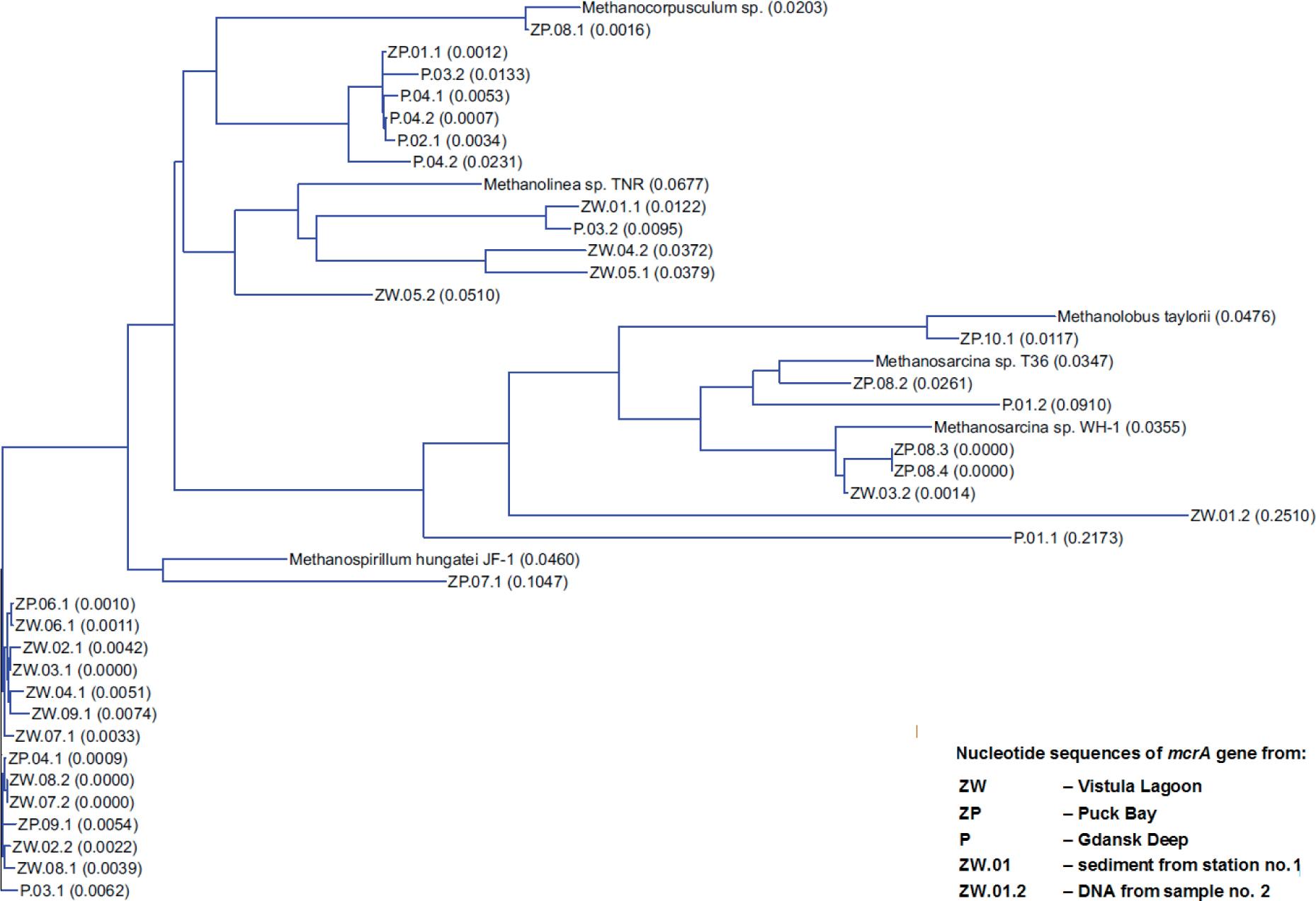Neighbor-joining phylogenetic tree of wild-type methanogenic clones from the Vistula Lagoon, Puck Bay and Gdańsk Deep sediments