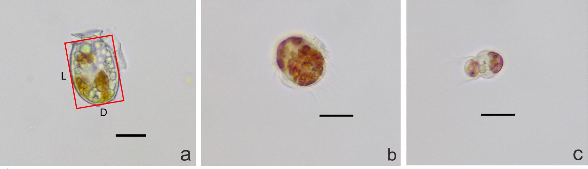 Light micrographs of cultured cells: (a) Dinophysis acuminata DAYS01, from Xiaoping Island, the Yellow Sea, China; (b)Mesodinium rubrum JAMR, from Japan; (c) Mesodinium rubrum AND-A0711, from Southern Spain. Scale bars = 10 μm