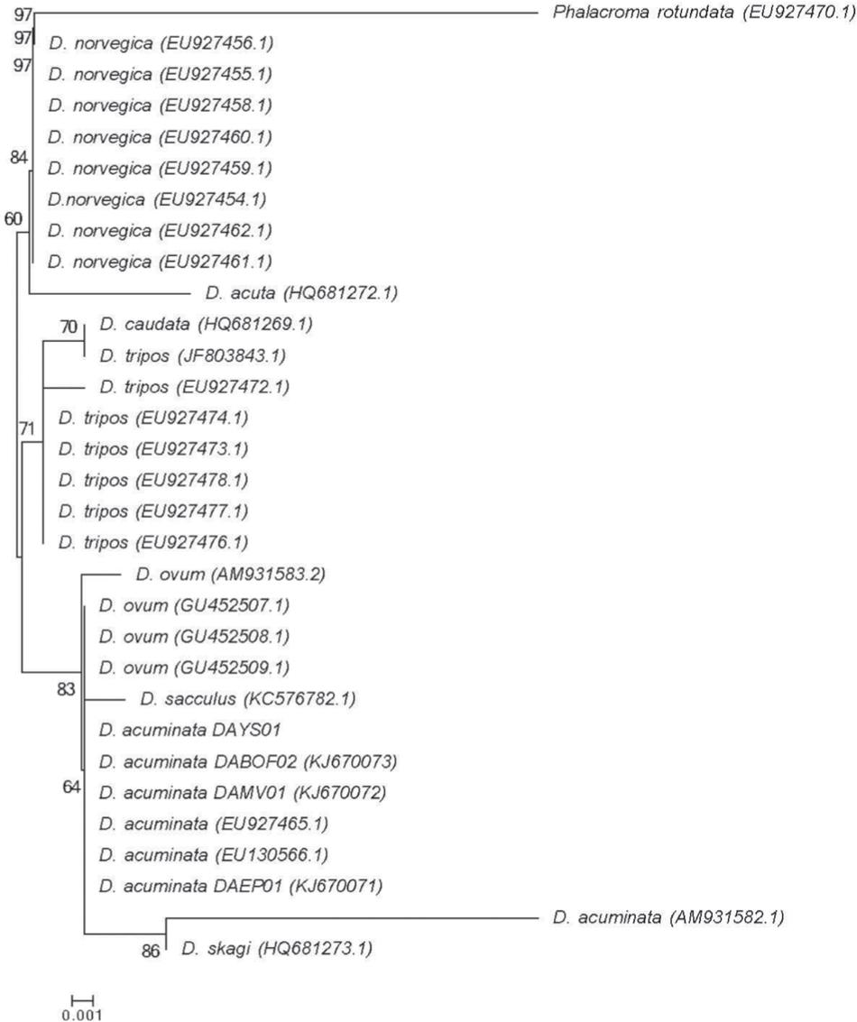 Neighbor-joining phylogenetic tree of dinoflagellates inferred from mitochondrial cox1. The corresponding GenBank accession number follows the name of each organism. Numbers at nodes are interior branch test values for 1000 replicates. The scale bar represents the number of substitutions per site.