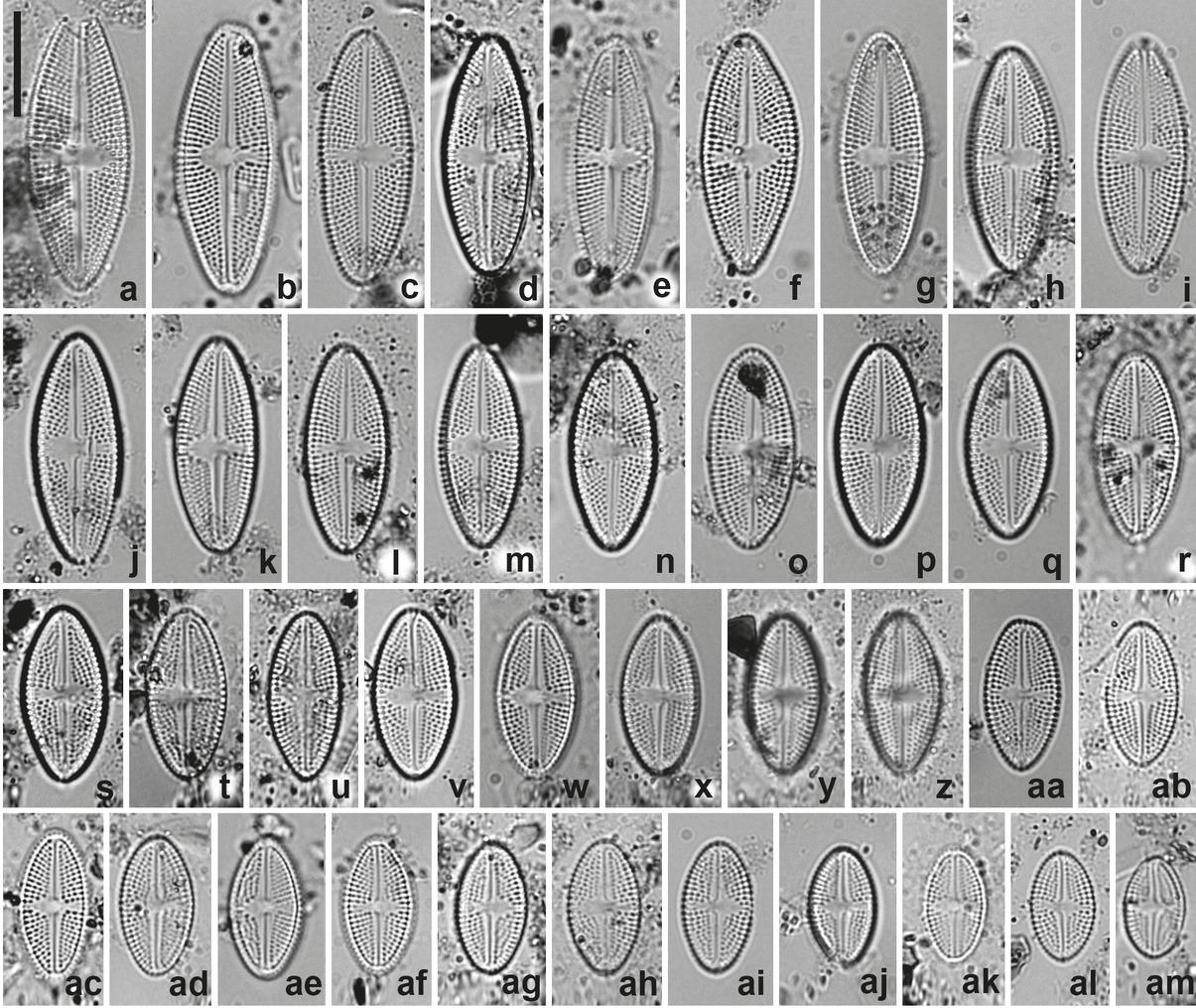 Luticola nosybeana sp. nov. LM images. Valve views, showing variation in size and outline. Fig. 2p presents the holotype. Scale bar = 10 µm