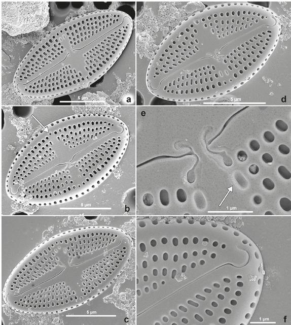 Luticola nosybeana sp. nov. SEM images. External valve views. Figs 3a–d: whole valve with straight axial area, expanded at the center to form a wide, asymmetrical, deltoid or rectangular fascia and isolated pore opening (arrow in Fig. 3b). Fig. 3e: proximal raphe endings, hooked to the side opposite the isolated pore, continuing with irregular, shallow, T-shaped or L-shaped grooves. Note the presence of a few slit-like or elliptic irregular surface depressions (“ghost areolae”) within the central area (arrow). Fig. 3f: distal raphe end curved and not extending onto the mantle