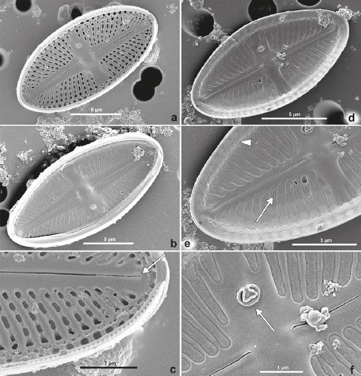 Luticola nosybeana sp. nov. SEM images. Internal valve views. Figs 4a, 4b, 4d: whole valve views with the marginal canal and isolated pore. Fig. 4c: distal raphe branch terminating in small helictoglossa (arrow). Fig. 4e: close-up of the valve interior showing the hymenate occlusions of areolae (arrow) and the marginal narrow channel, located at the valve face/mantle junction (arrowhead). Fig. 4f: central area with a small, round isolated pore opening covered by large, triangular structure (arrow)