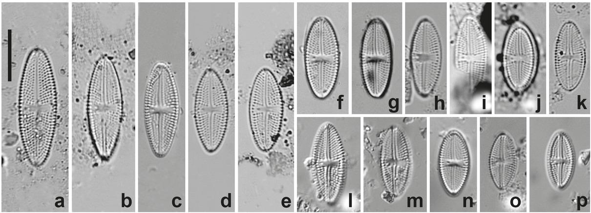 Luticola madagascarensis sp. nov. LM images. Valve views, showing size diminution series. Fig. 5f presents the holotype. Scale bar = 10 µm