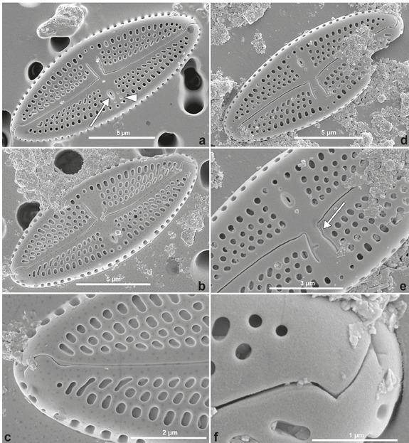Luticola madagascarensis sp. nov. SEM external valve views. Figs 6a, 6b, 6d: entire valve showing a narrow axial area expanded at the center to form a wide symmetrical, bow-tie shaped fascia on both valve margins. A single isolated pore (arrow in Fig. 6a) is present. Figs 6c, 6f: distal raphe fissures hooked on the same side, extending to the valve mantle. Fig. 6e: proximal raphe endings hooked to the opposite side of the isolated pore, continuing with irregular, shallow, elongated, L-shaped grooves (arrow)