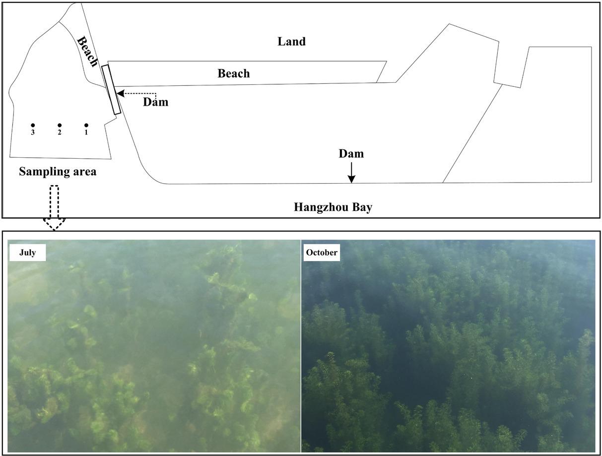 Location of the sampling sites and M. spicatum in July and October 2017