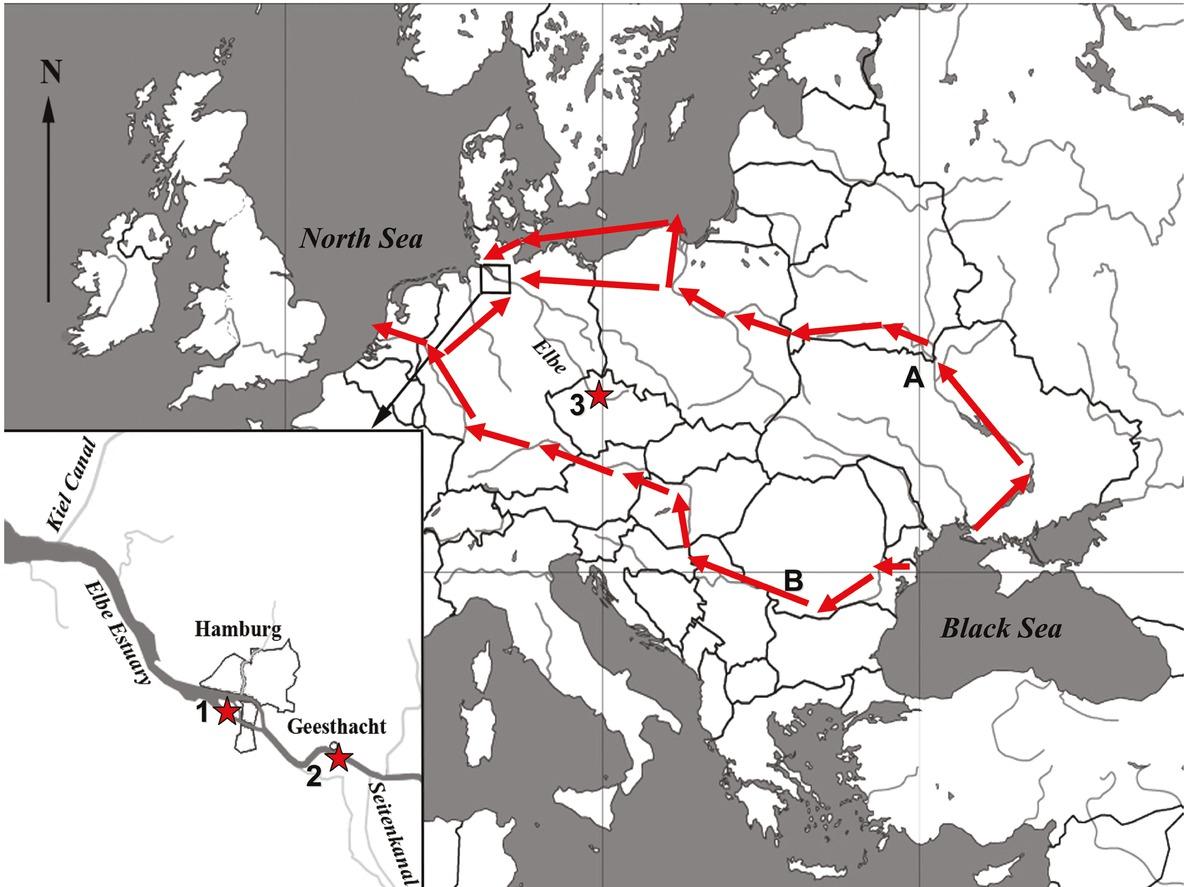 Map of the sampling area in the Elbe River with the Aquatic Invasion corridors: A – Central Corridor, B – Southern Corridor. Sampling localities are marked by stars: 1 – the Süderelbe, 2 – Geesthacht, 3 – Ústí nad Labem