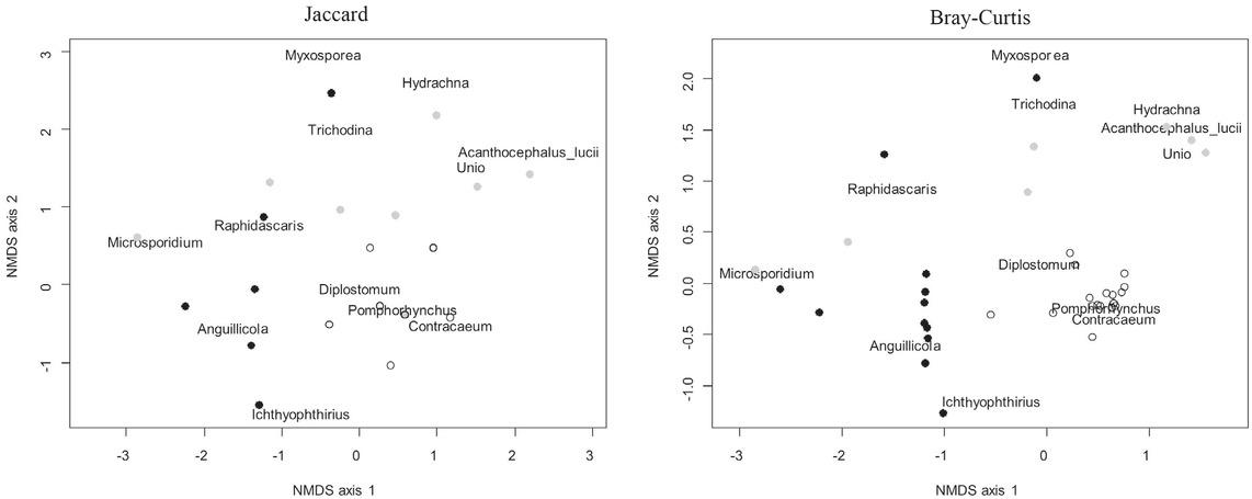 Non-metric multidimensional scaling (NMDS) based on Jaccard and Bray-Curtis dissimilarities in parasite communities found in round goby (Neogobius melanostomus) from the Süderelbe (black points), Geesthacht (gray points) and Ústí nad Labem (open points). Fish with parasite assemblages too distant from all other fish are not presented (i.e. fish with no parasites or with only one specimen not present in any other fish)