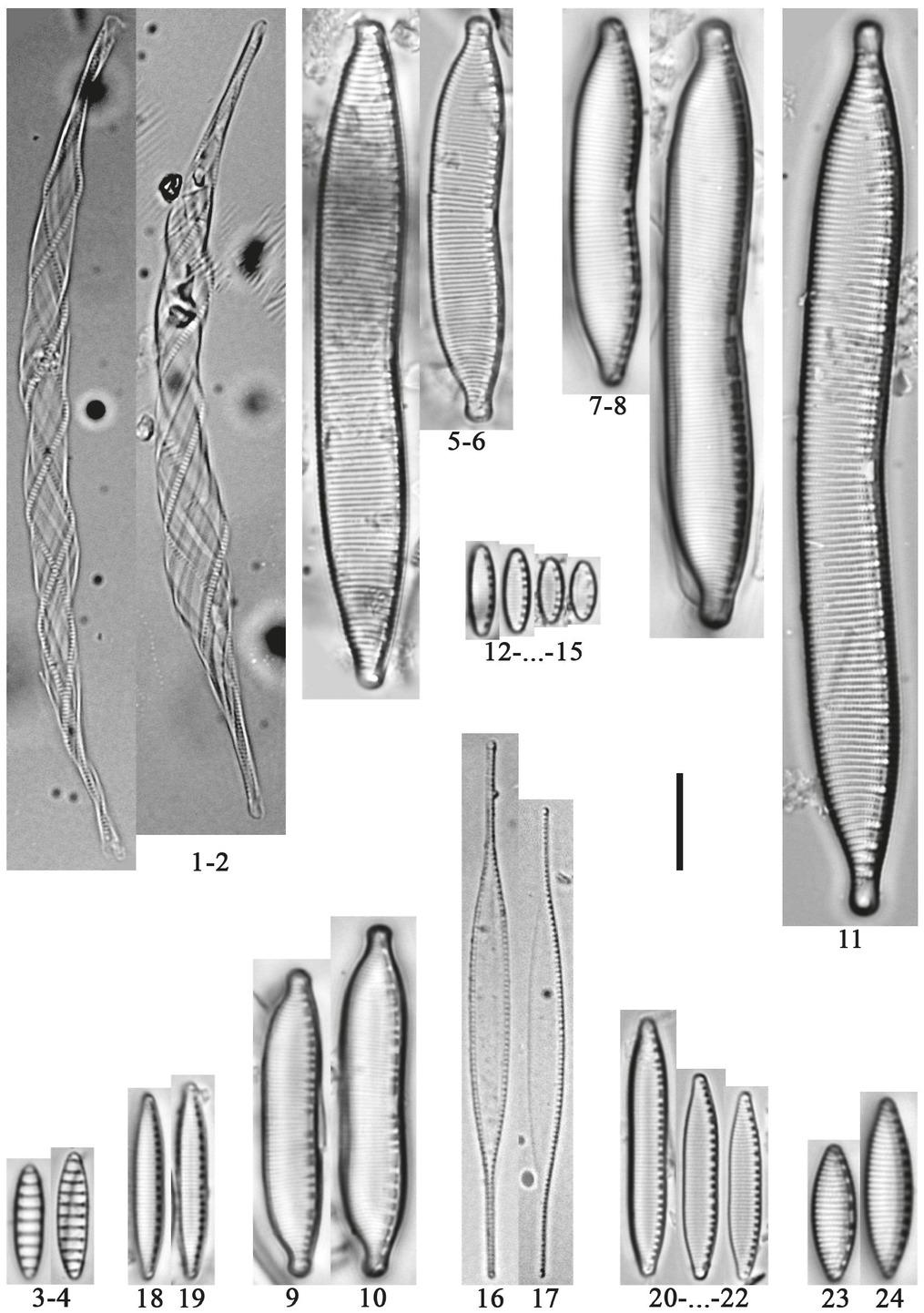 1,2– Cylindrotheca gracilis (Brébisson) Grunow in Van Heurck; 3, 4 – Denticula subtilis Grunow; 5, 6 – Hantzschia abundans Lange-Bertalot; 7, 8 – H. cf. abundans; 9, 10 – H. amphioxys (Ehrenberg) Grunow; 11 – H. calcifuga Reichardt &Lange-Bertalot; 12–15–Nitzschia abbreviata Hustedt; 16, 17– N.acicularis (Kützing) W.Smith; 18, 19– N.acidoclinata Lange-Bertalot; 20–22 – N. alpina Hustedt; 23–24 – N. amphibia Grunow. Scale bar: 10 μm