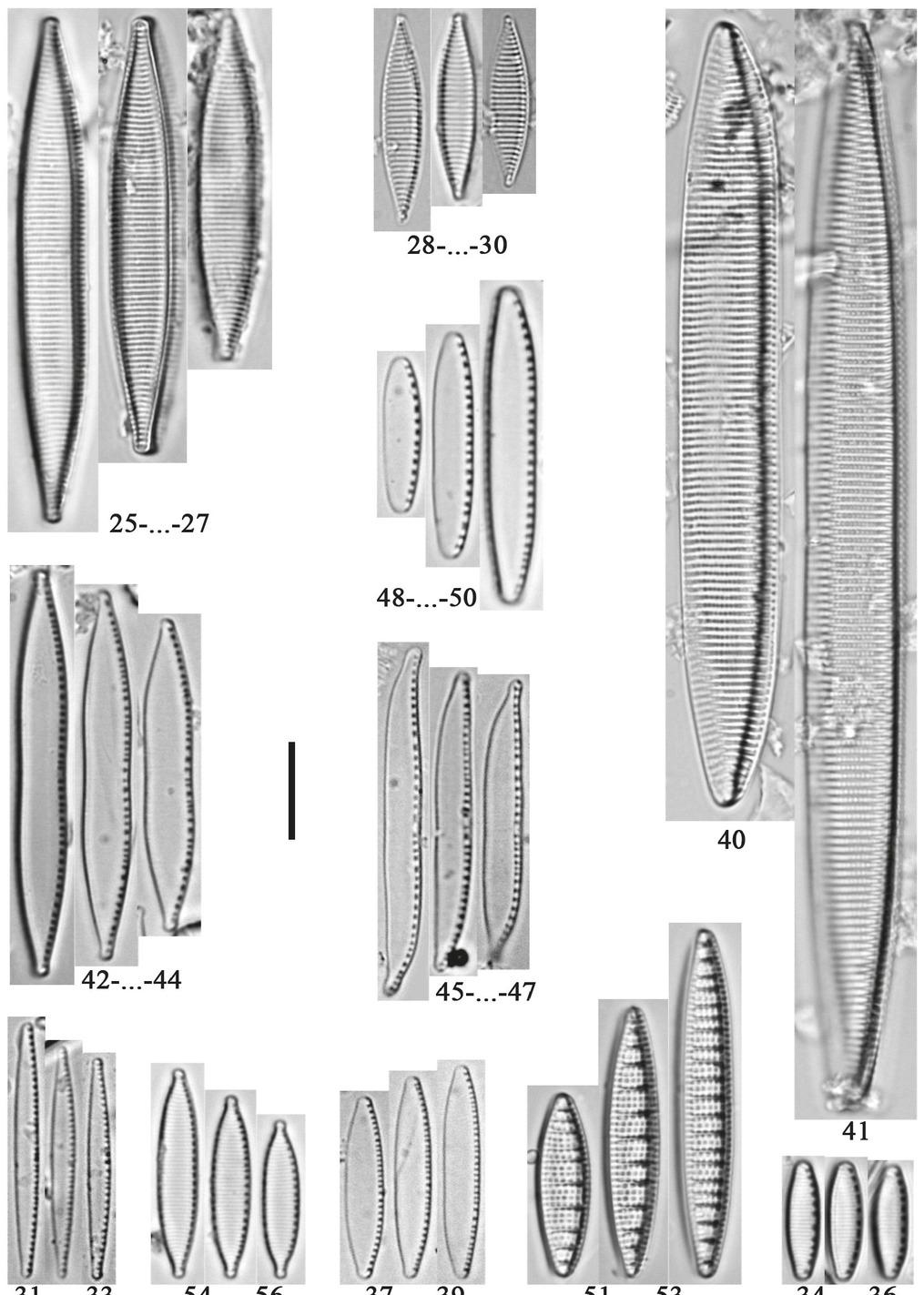 25–27 – Nitzschia angustata (W.Smith) Grunow; 28–30 – N. angustatula Lange–Bertalot; 31–33 – N. archibaldii Lange-Bertalot; 34–36 – N. bacilliformis Hustedt; 37–39 – N. bergii Cleve-Euler; 40, 41 – N. brunoi Lange-Bertalot; 42–44 – N. capitellata Hustedt; 45–47 – N. clausii Hantzsch; 48–50 – N. communis Rabenhorst; 51–53 – N. denticula Grunow; 54–56 – N. desertorum Hustedt. Scale bar: 10 μm