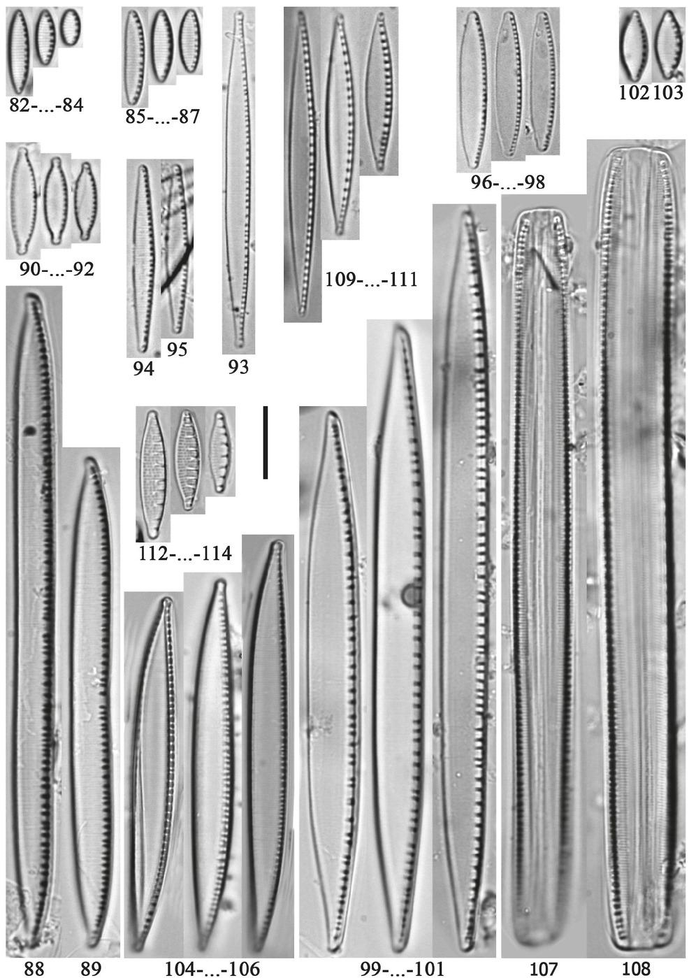82–84 – Nitzschia inconspicua Grunow; 85–87 – N. leistikowii Lange-Bertalot; 88, 89 – N. linearis (C.Agardh) W.Smith; 90–92 – N. microcephala Grunow; 93 – N. palea (Kützing) W.Smith; 94, 95 – N. paleacea (Grunow) Grunow; 96–98 – N. pusilla Grunow; 99–101 – N. recta Hantzsch; 102, 103 – N. rosenstockii Lange-Bertalot; 104–106 – N. sigma (Kützing) W.Smith; 107, 108 – N. sigmoidea (Nitzsch) W.Smith; 109– 111 – N. sociabilis Hustedt; 112–114 – N. solgensis A.Cleve-Euler. Scale bar: 10 μm