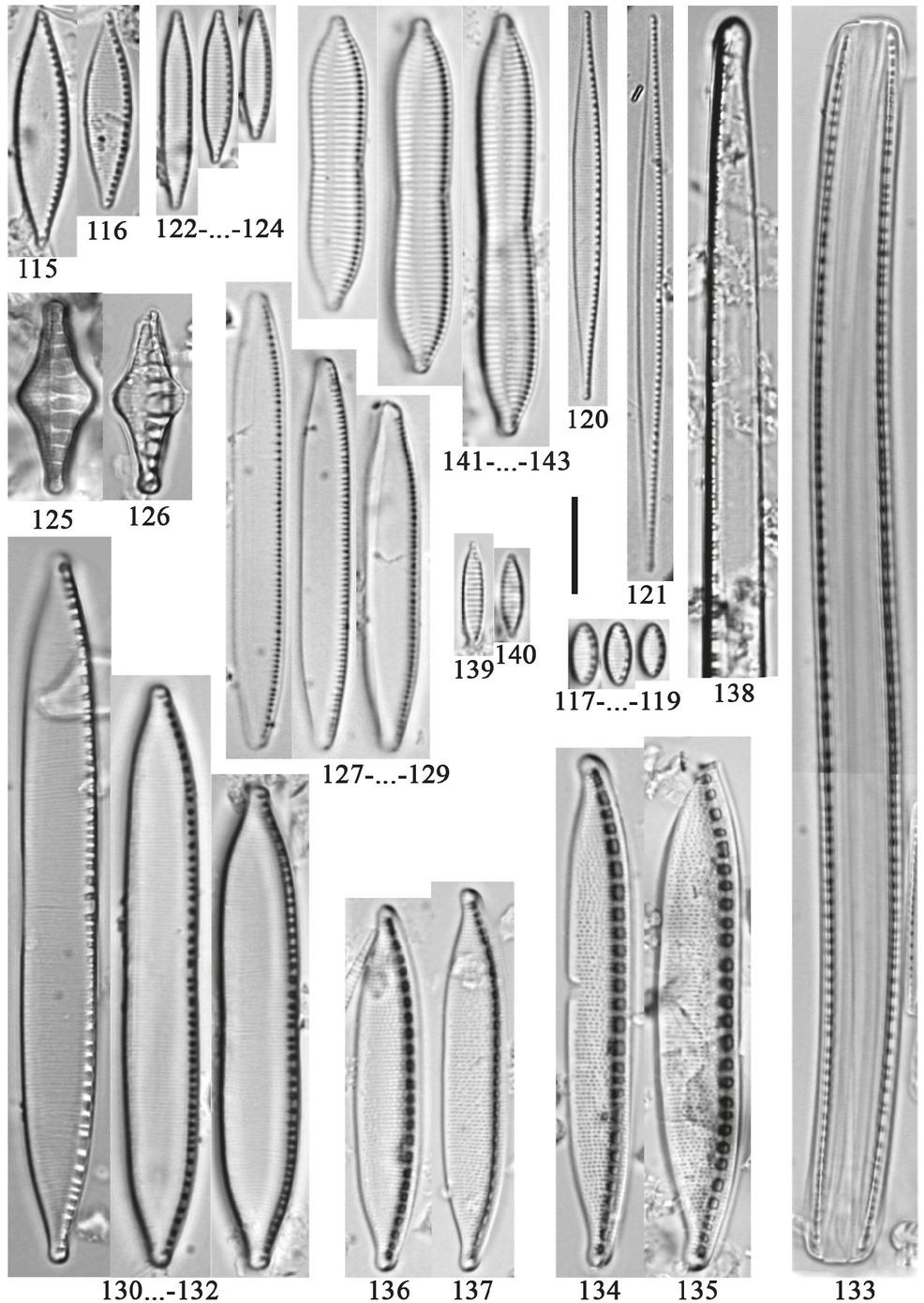 115–116– Nitzschia solita Hustedt; 117–119– N.soratensis Morales & Vis; 120 – N.subacicularis Hustedt; 121 –N.subtilis (Grunow) Hustedt; 122–124 – N. supralitorea Lange-Bertalot; 125, 126 – N. tabellaria (Grunow) Grunow; 127–129 – N. thermaloides Hustedt; 130–132 – N. umbonata (Ehrenberg) Lange-Bertalot; 133 – N. vermicularis (Kützing) Hantzsch; 134, 135 – N. vitrea Norman; 136, 137 – N. vitrea var. salinarum Grunow; 138 – N. wuellerstorffii Grunow; 139, 140 – Simonsenia delognei (Grunow) Lange-Bertalot; 141–143 – Tryblionella apiculata W.Gregory. Scale bar: 10 μm