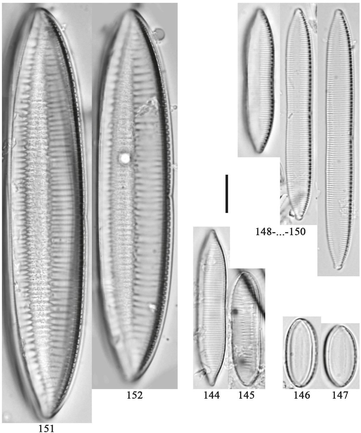 144, 145 – Tryblionella calida (Grunow) D.G.Mann; 146, 147 – T. debilis Arnott ex O'Meara; 148–150 – T. hungarica (Grunow) Frenguelli; 151, 152– Tryblionella sp. Scale bar: 10 μm