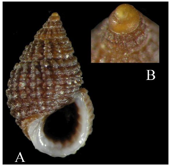 Alvania mamillata; A – frontal view of the specimen and its protoconch (B) (h = 4.8 mm)