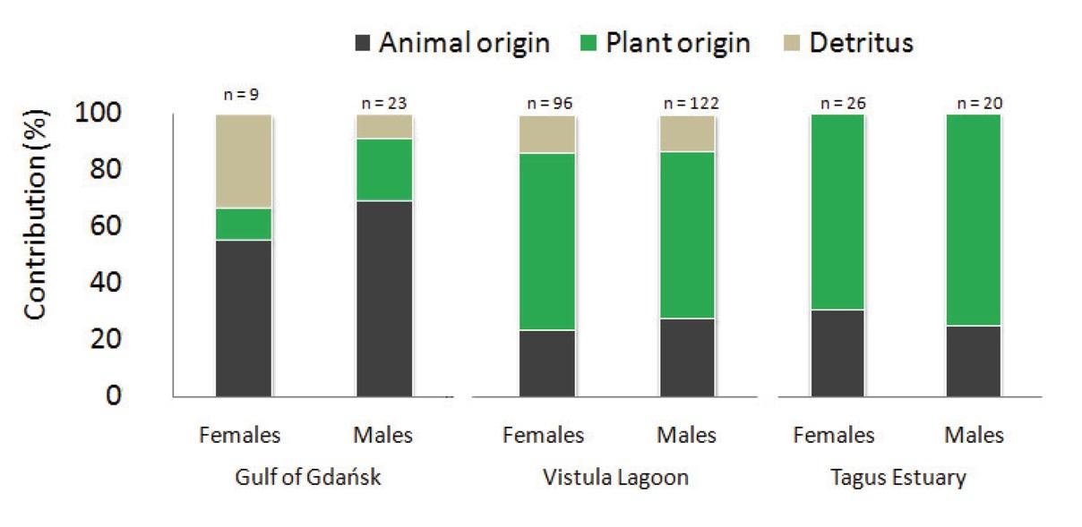 Percentage of females and males from the Gulf of Gdańsk, the Vistula Lagoon and the Tagus Estuary with stomachs containing different categories of food remains. Specimens with empty stomachs are not included; n indicates the number of specimens with filled stomachs (a single crab can contain remains belonging to different categories)