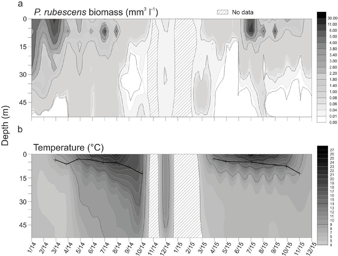 Biomass of P. rubescens (a); water temperature and location of the thermocline (black lines) in the Vrutci reservoir (b)