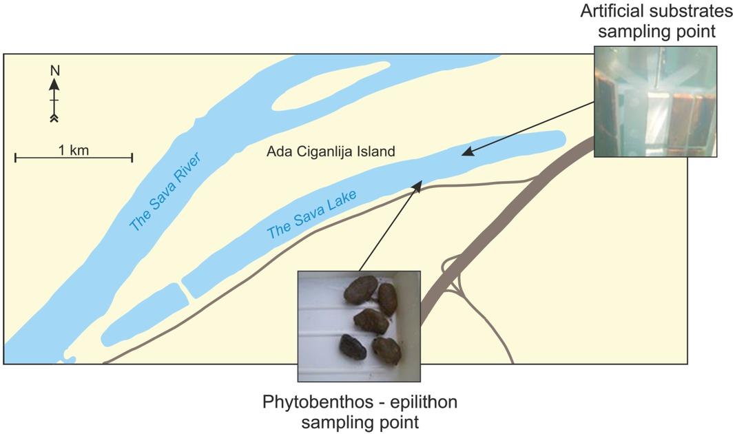 Map of Lake Savsko with the location of sampling points