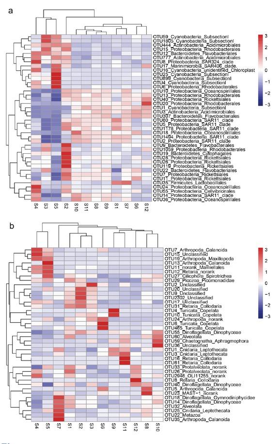 Heatmap of the 40 most abundant operational taxonomic units (OTUs) of picoplankton communities from the Straits of Malacca to the South China Sea; (a) prokaryotes and (b) eukaryotes
