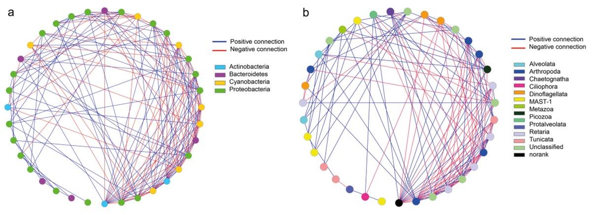 Network interactions of the top 40 OTUs (degree sorted circle layout); (a) prokaryotic picoplankton and (b) eukaryotic picoplankton
